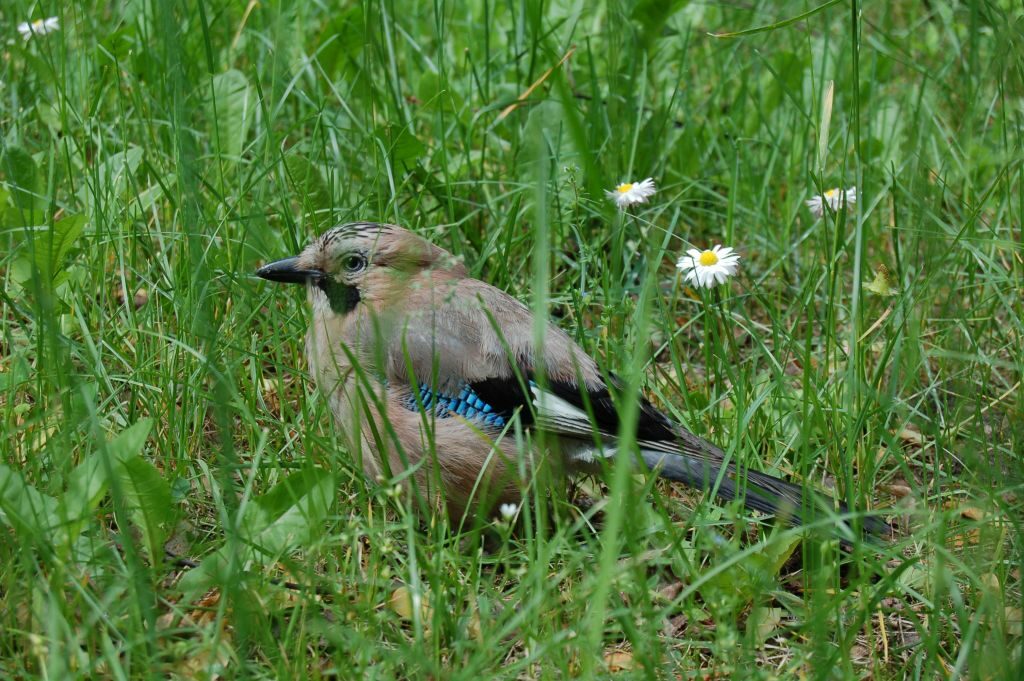 Przycupnięty w trawie spory brązowawy ptak z grubym czarnym dziobem i wstawką niebieskich piór na boku