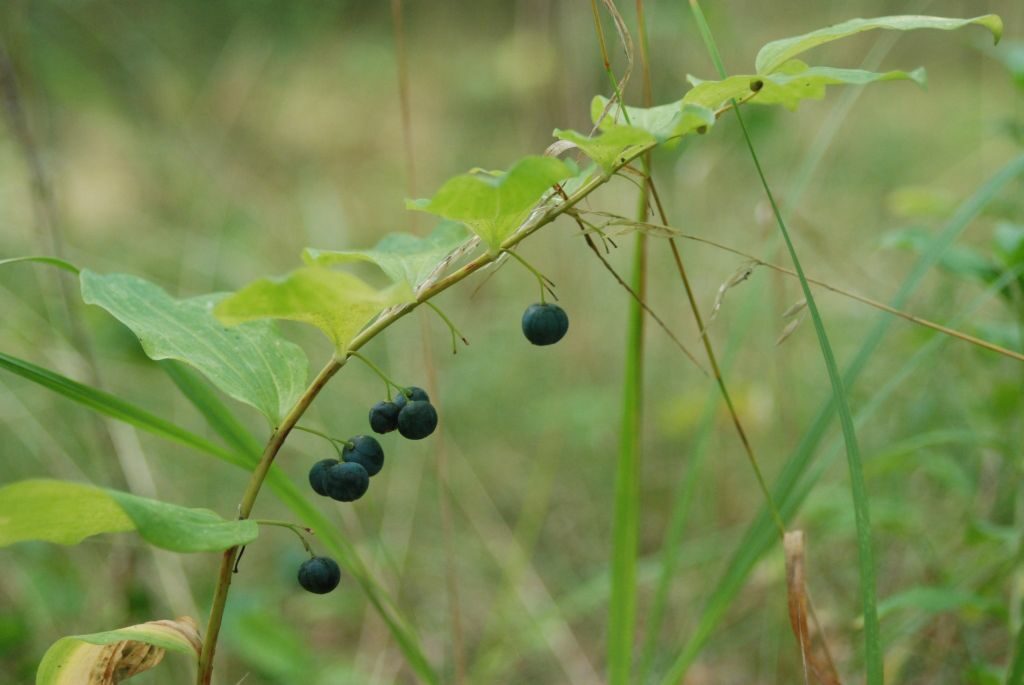 Niebieskie, okrągłe jagody zwisające z jeszcze zielonej rośliny.