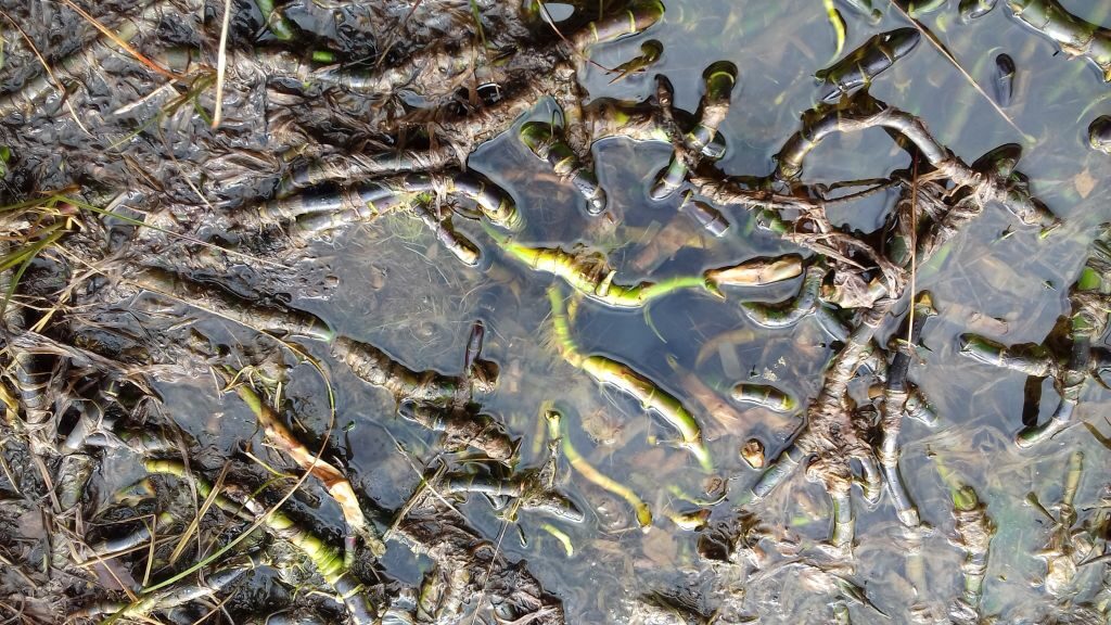 Grube i zielone, wijące się jak wąż, spichrzowe części czermieni widoczne są na powierzchni wody.