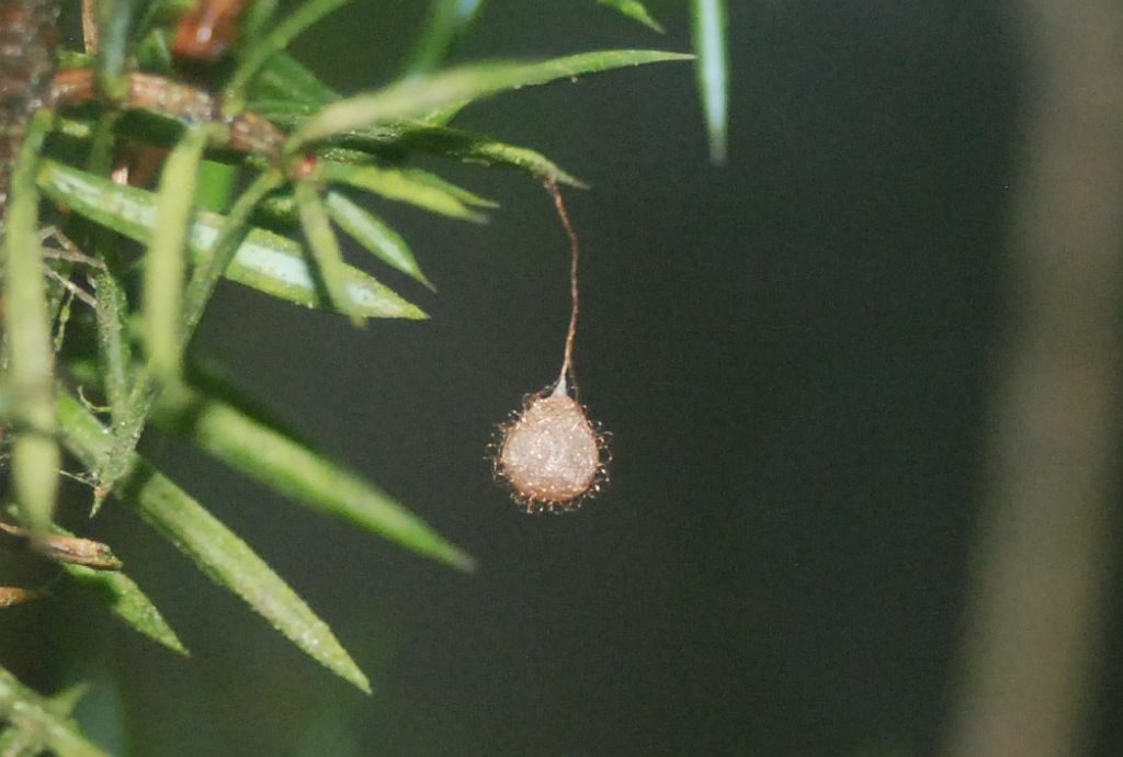 Zwisający jakby na włosku kulisty mały kokonik pająka. Konstrukcja wisi na gałązce jałowca. 
