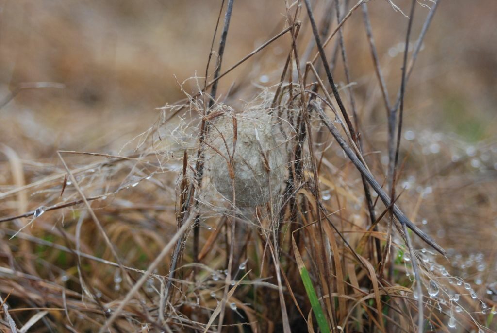 Zbita kula usnuta z nici pajęczej pośród niskich, pożółkłych traw.
