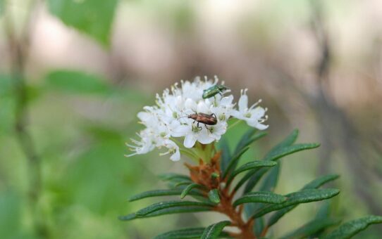 ;Kwitnąca roślina o liściach podobnych do rozmarynu. Białe kwiaty zajmują dwa chrząszcze.