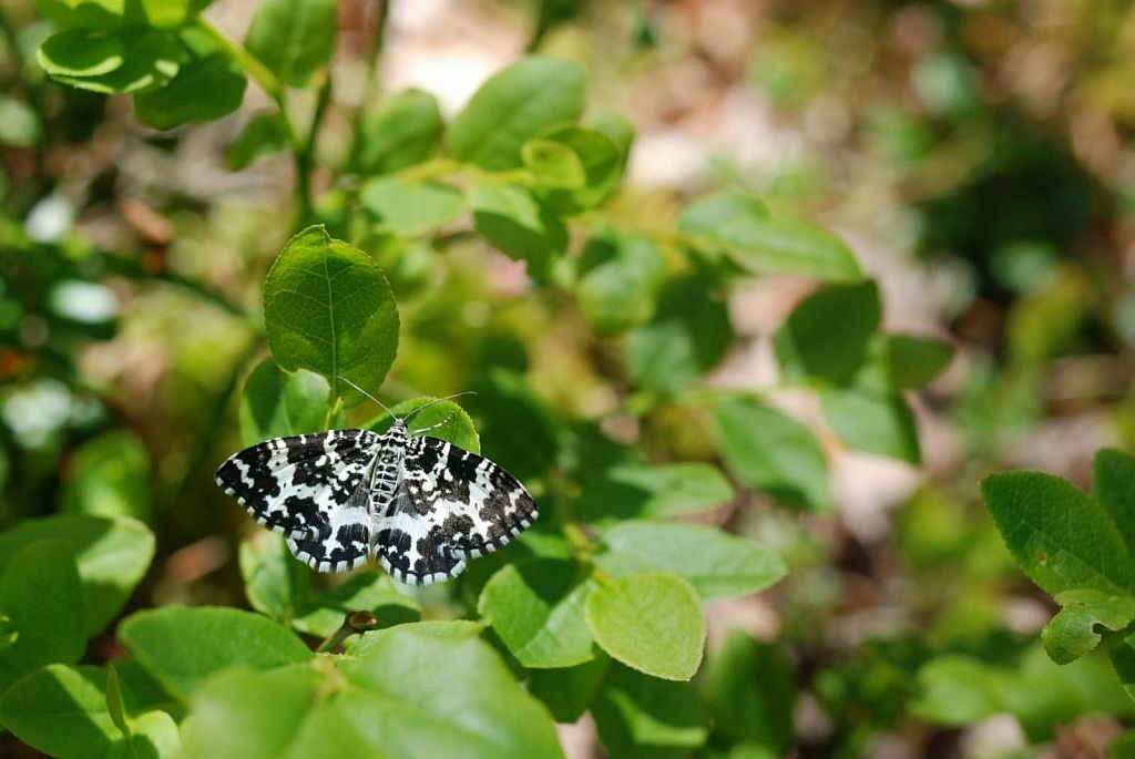 Motyl o skrzydłach w czarno-biały wzór siedzi na liściach zielonej krzewinki.