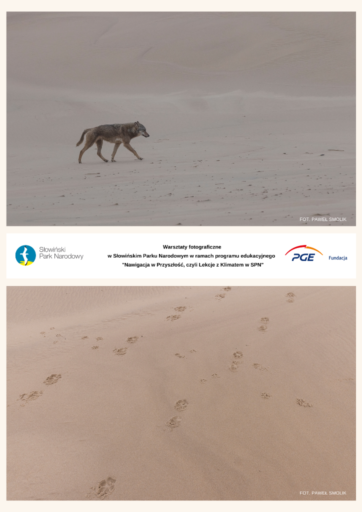 Plansza wystawy fotograficznej z dwoma zdjęciami instruktora pleneru fotograficznego - Pawła Smolika. Na górnym zdjęciu wilk na wydmach, na dolnym autor sfotografował tropy wilka na piasku.