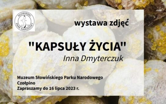 Informacja pisemna o wystawie zdjęć Inny Dmyterczuk w Muzeum Słowińskiego Parku Narodowego w Czołpinie. Tło informacji stanowi faktura powierzchni nasiona chmielu.