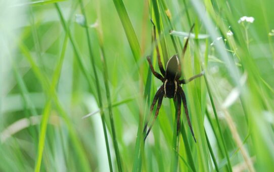 Ciemny, prawie czarny pająk ukryty wśród traw.