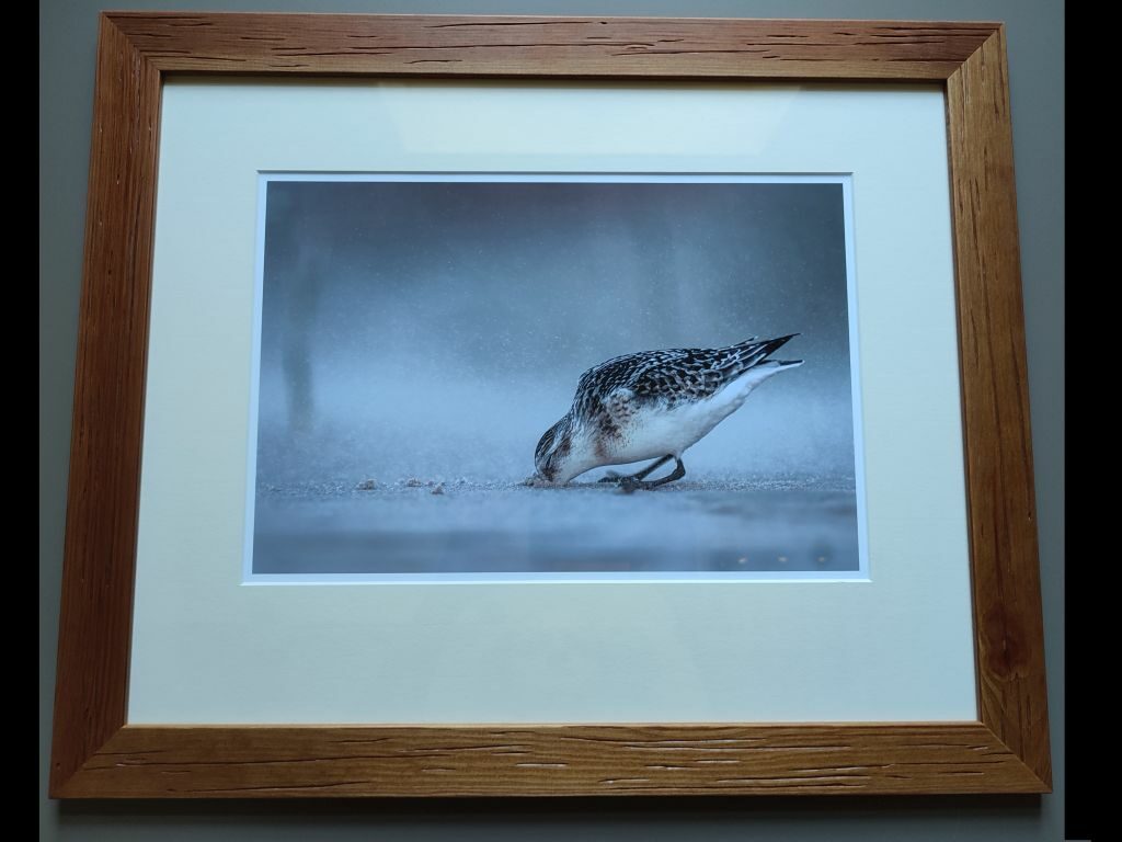 Fotografia oprawiona w drewniana ramę przedstawiajaca ptaka z zanurzonym w piasku dziobem.
