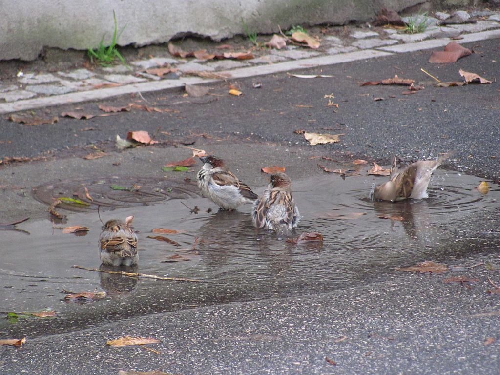 Kilka szaro-brązowych ptaków o małych rozmiarach podczas kąpieli w kałuży. 