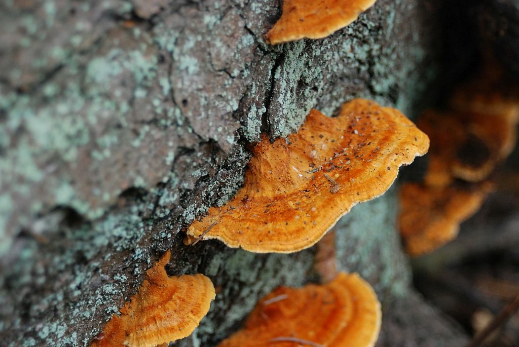 Kilka jaskrawo ubarwionych grzybów na korze świerka. 