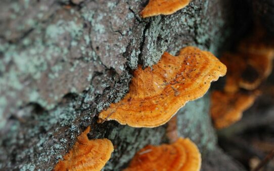 Kilka jaskrawo ubarwionych grzybów na korze świerka.