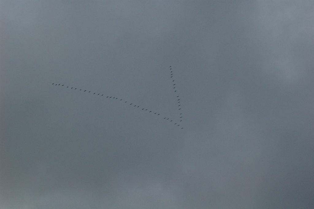Sylwetki ptaków w formacji klucza, czyli litery V, na tle szarego nieba.
