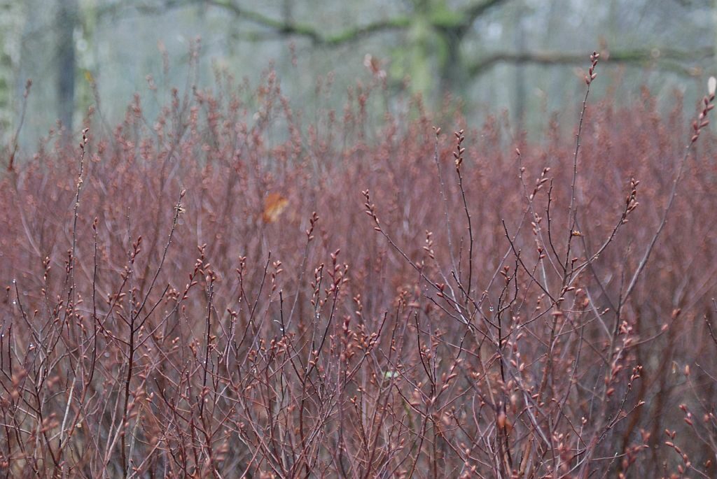 Krzewy o rdzawym odcieniu. Widok przedstawia okres jesieni.