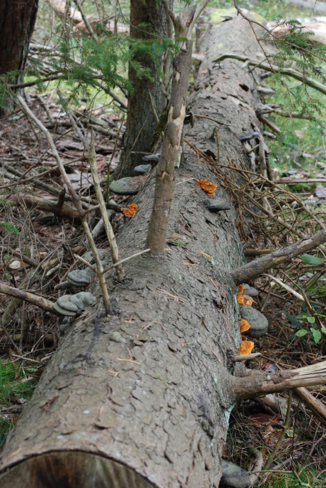 Duży fragment uschniętego drzewa porośniętego przez różne huby.