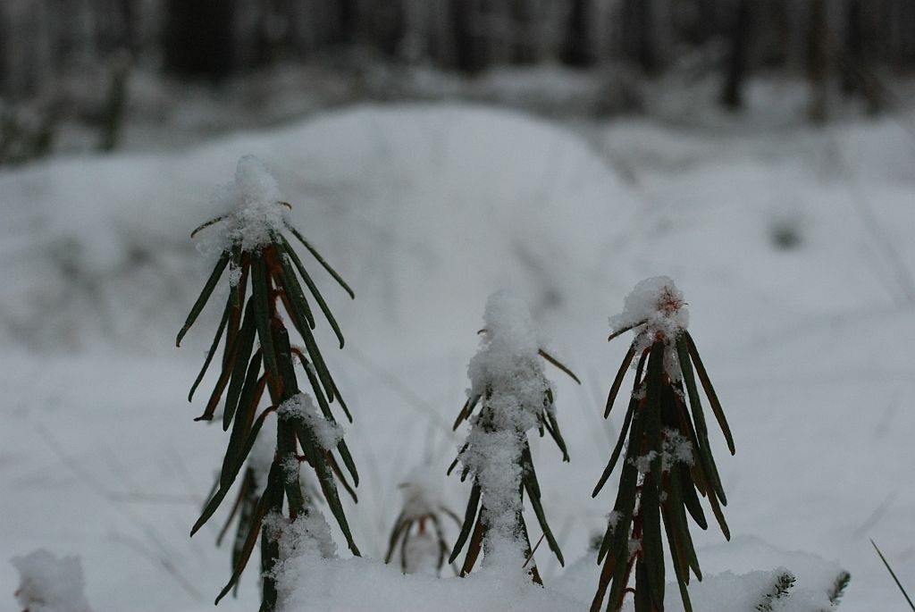 Wystające pędy rośliny zimozielonej przysypane śniegiem.