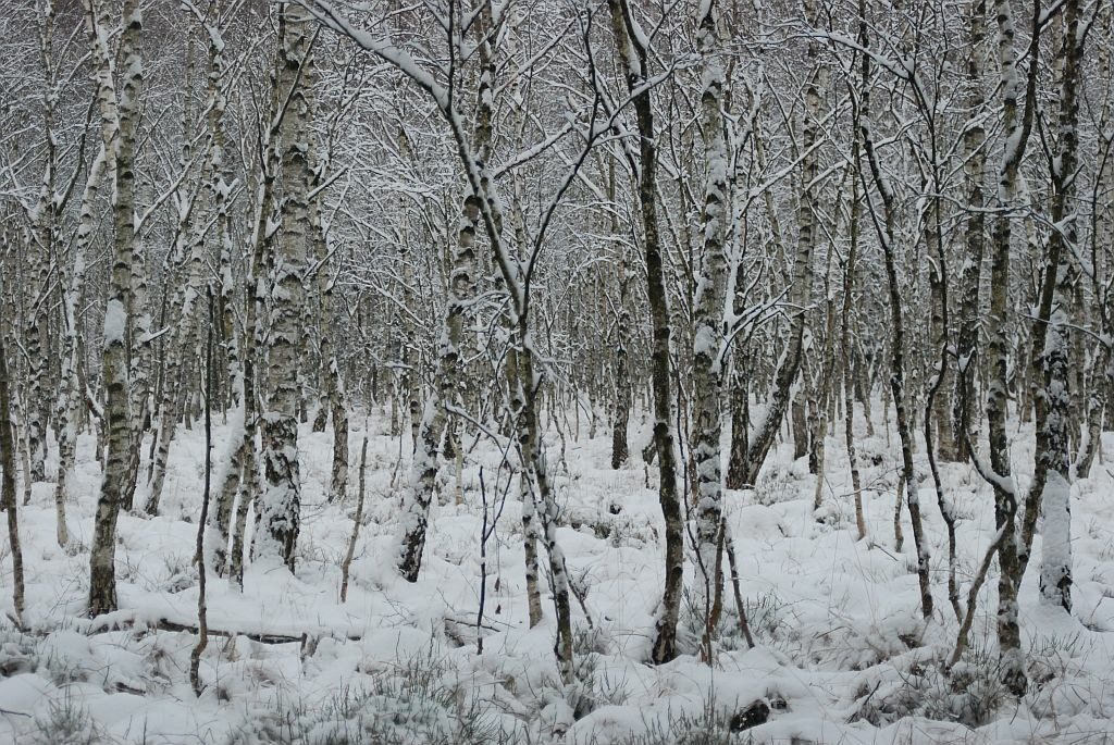 Białokore drzewa w śnieżnej scenerii.