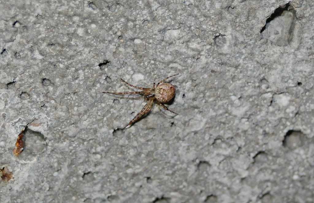 Sporej wielkości pająk na tle ściany. Zwierzę doskonale trzyma się powierzchni. Wkoło brak nici.
