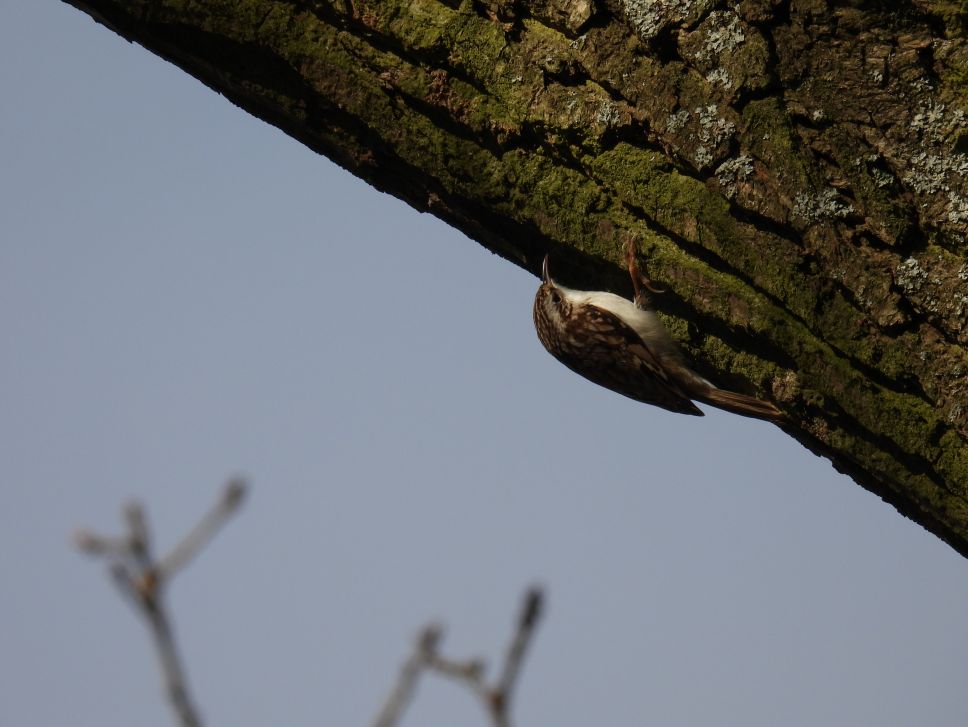 Ciemno-ubarwiony, mały ptak na korze drzewa. Trzyma się mocno pazurkami i poszukuje pokarmu.

