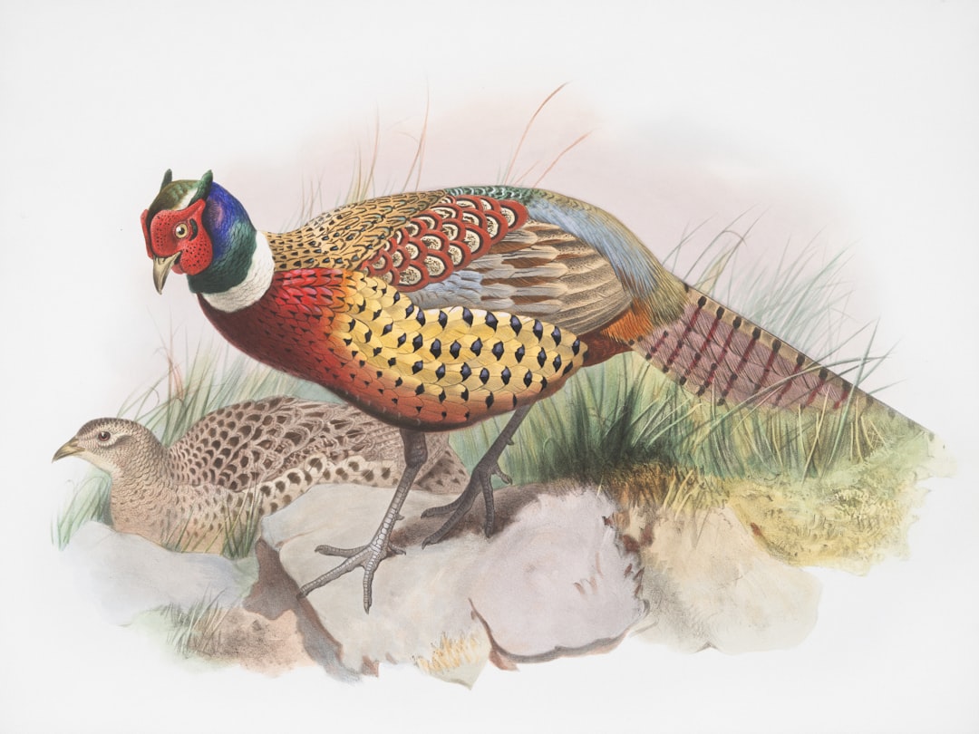 Bażant zwyczajny - Egzotyczny ptak, który zadomowił się w Polsce