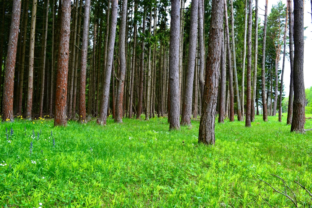Bory sosnowe - Charakterystyka i znaczenie najpopularniejszego typu lasu w Polsce
