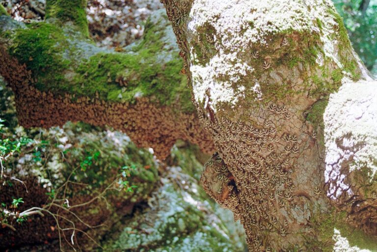 Buk zwyczajny - Jakie ma znaczenie dla ekosystemu lasów liściastych?