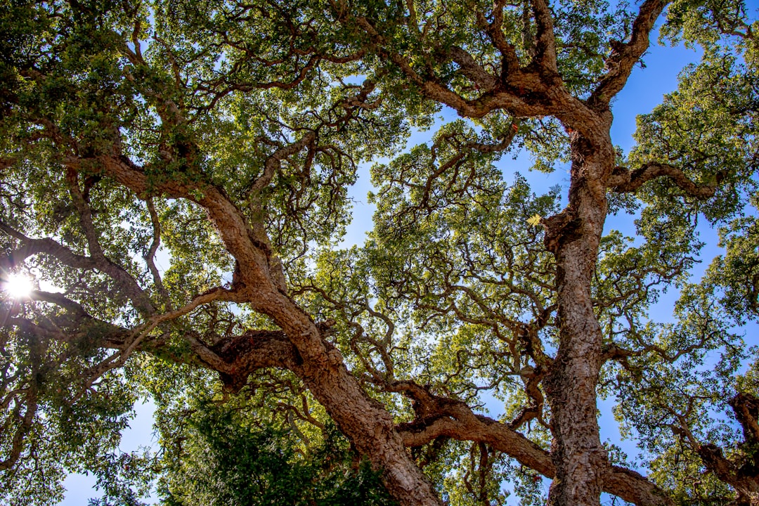 Dąb szypułkowy i bezszypułkowy - Jak odróżnić i docenić symbole polskich lasów?