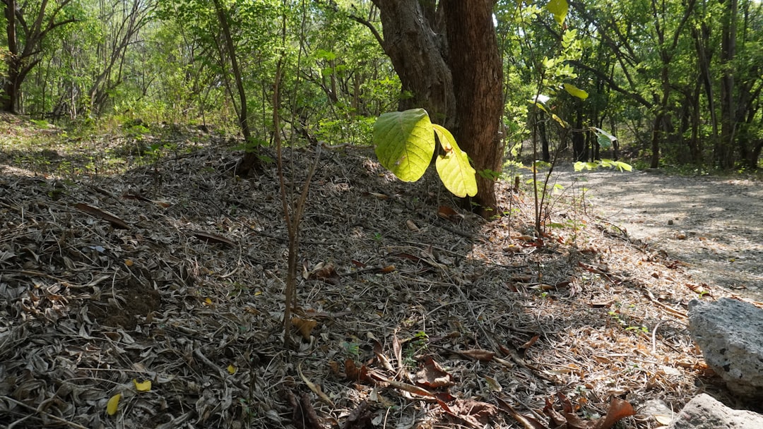 Nawożenie w lesie - Jak i kiedy stosuje się dawki obornika w gospodarce leśnej?