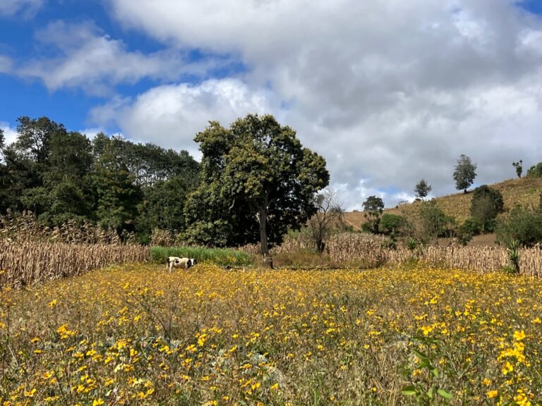 Ekstensywne użytkowanie kośne - Jaki ma wpływ na bioróżnorodność łąk i lasów?