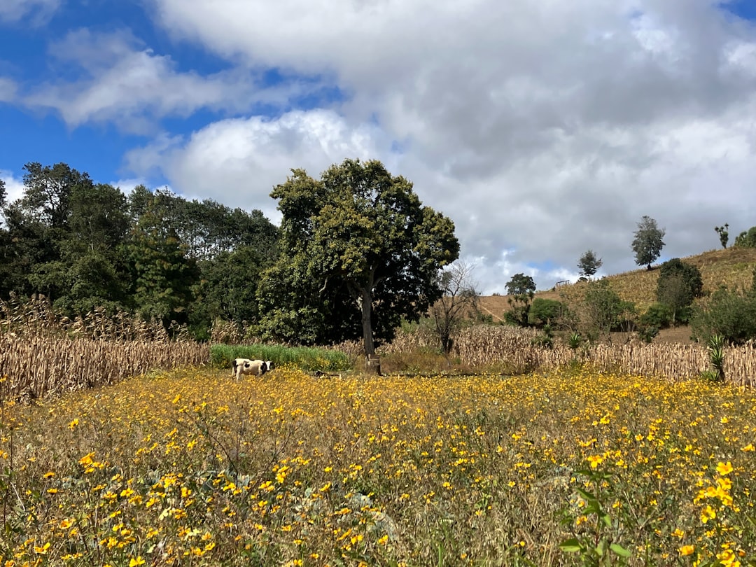 Ekstensywne użytkowanie kośne - Jaki ma wpływ na bioróżnorodność łąk i lasów?