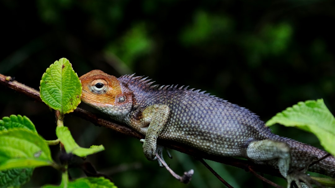Jaszczurka żyworodna - Niezwykły gad polskich lasów. Co warto o niej wiedzieć?