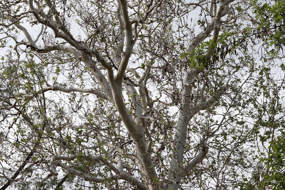 Klon zwyczajny - Poznaj cechy i znaczenie jednego z najpiękniejszych polskich drzew