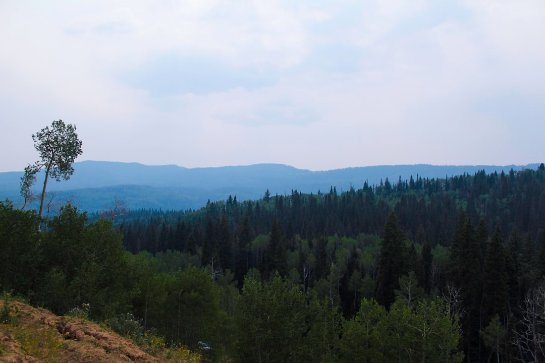 Krajobraz górski Polski - Odkryj unikalną florę i faunę Tatr, Bieszczad i Karkonoszy