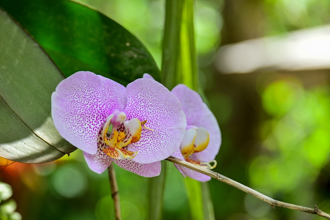 Kruszczyk w lesie - Poznaj ten piękny, dziko rosnący storczyk i jego ochronę