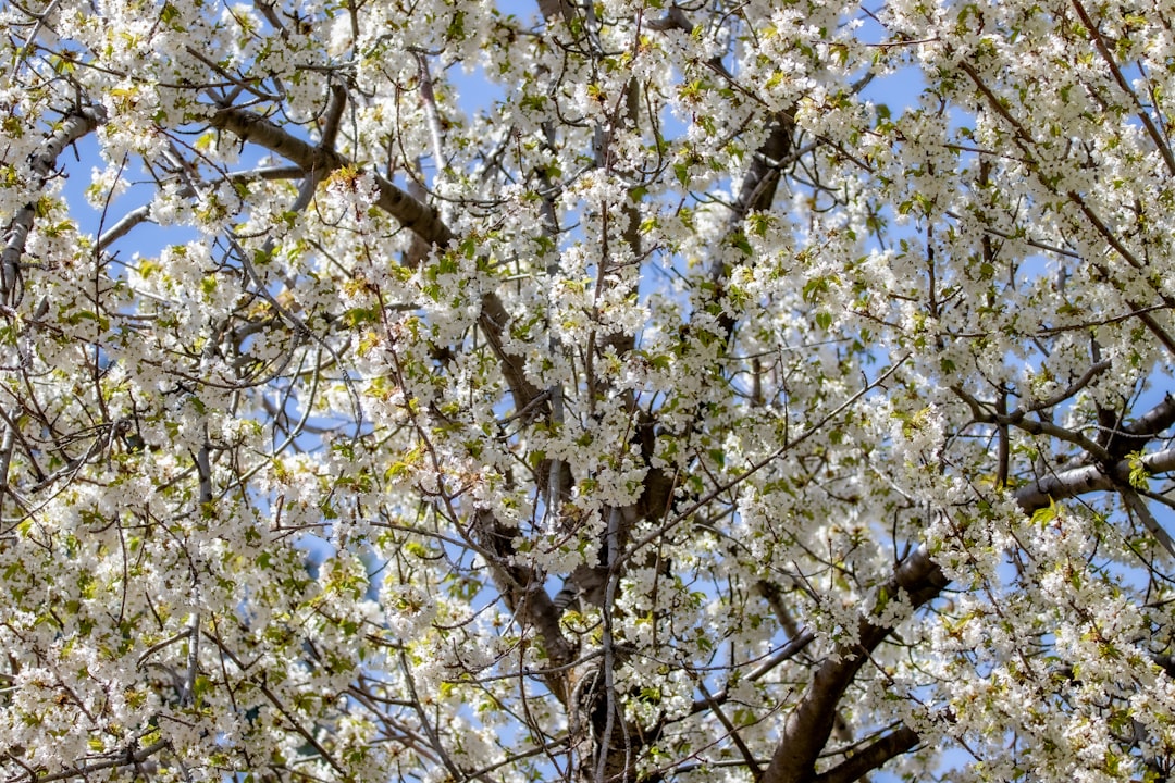 Wiosenne kwiaty leśne - Jakie rośliny jako pierwsze budzą się do życia w polskich lasach?