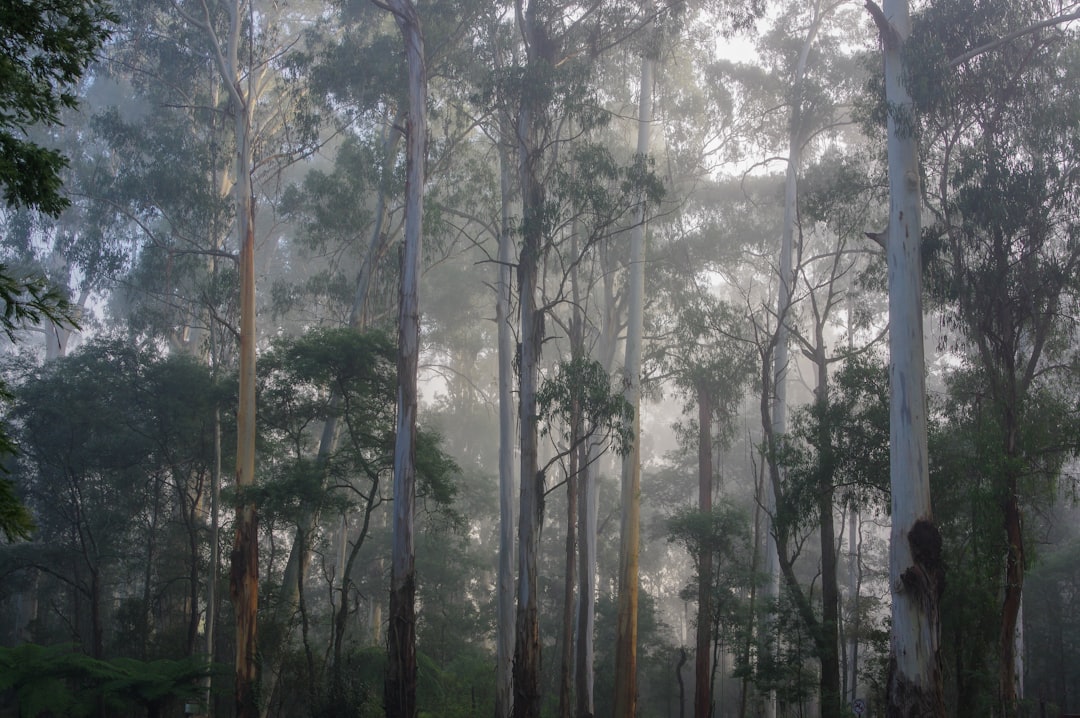 Las liściasty - Odkryj bogactwo flory i fauny lasów bukowych i grądów