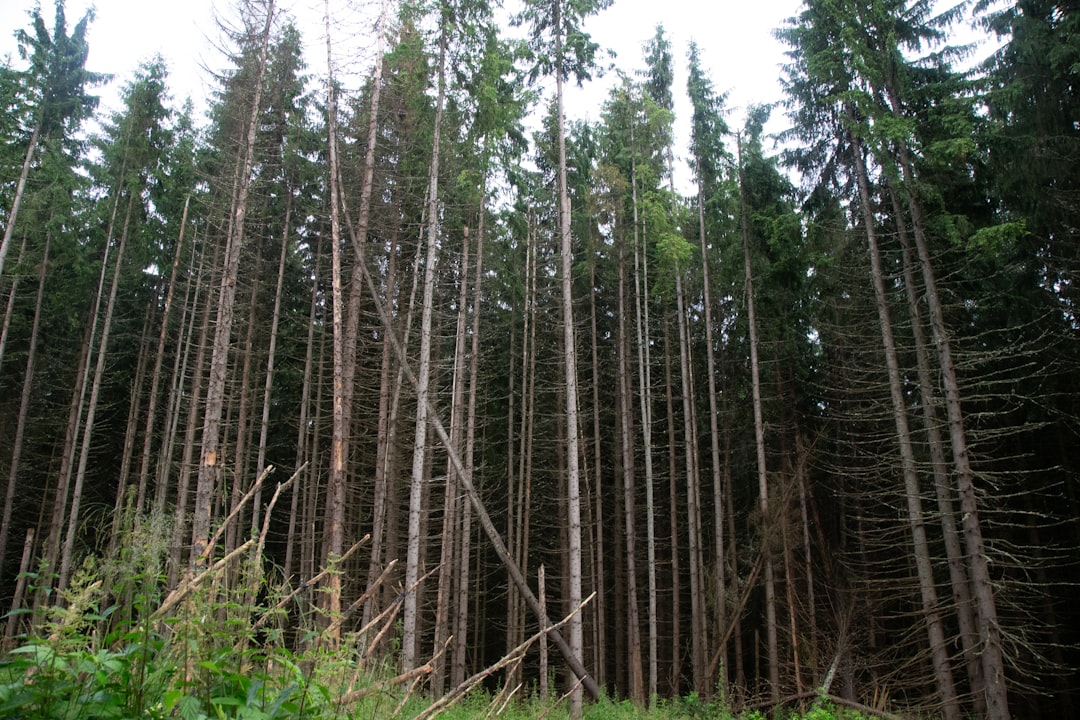 Lasy iglaste - Czym charakteryzują się bory i jakie jest ich znaczenie przyrodnicze?