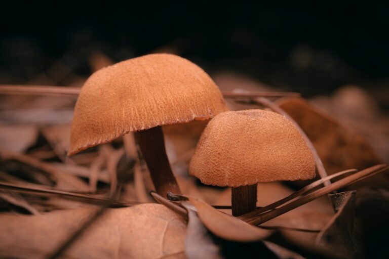 Maślak sitarz - Mniej znany, ale smaczny grzyb. Jak go rozpoznać w polskiej kuchni?