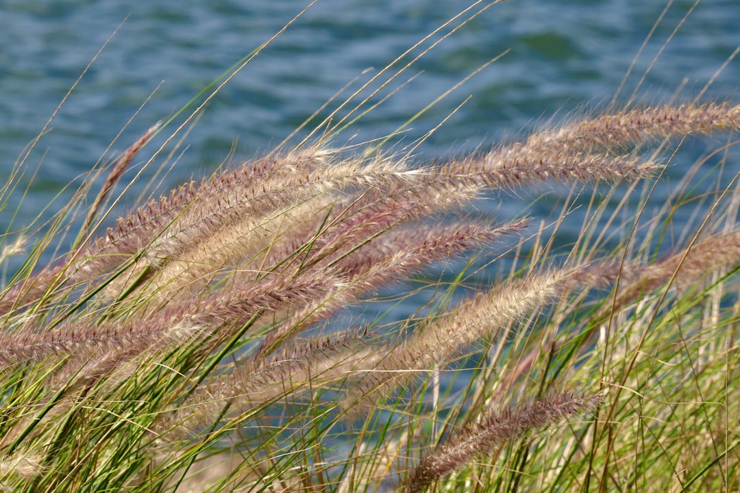 Jak nasiona przenoszone przez wiatr potrafią podróżować na ogromne odległości?