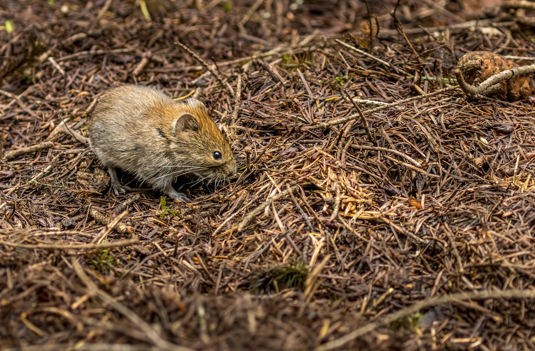 Nutria w Polsce. Jak ten gatunek inwazyjny wpływa na ekosystemy wodne?