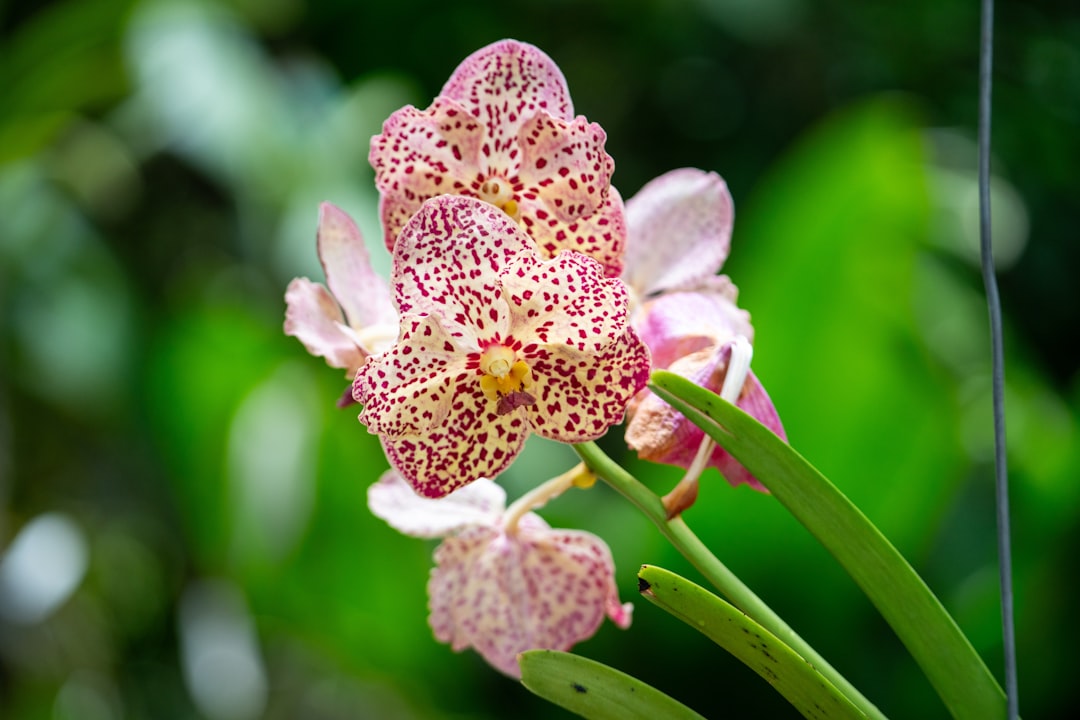 Obuwik pospolity - Jeden z najrzadszych storczyków w Polsce. Dlaczego jest pod ścisłą ochroną?