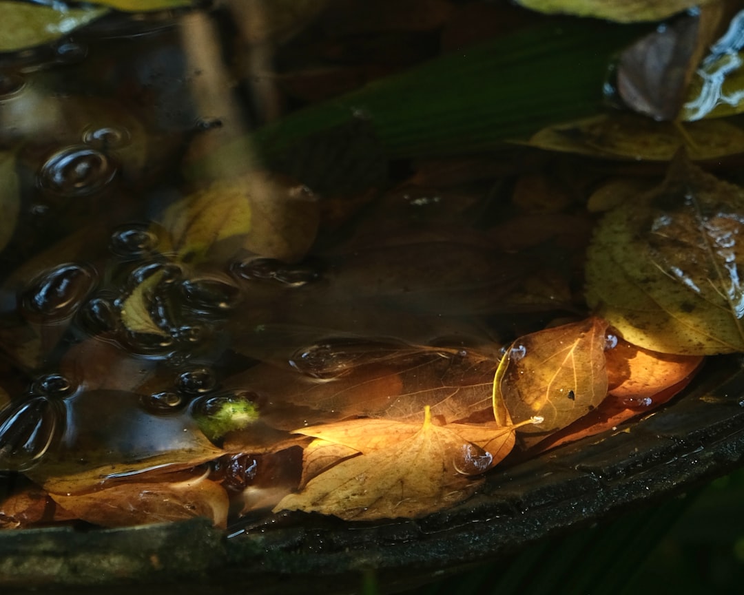 Różnorodność płazów na świecie - Od żab po salamandry. Jak je chronić?