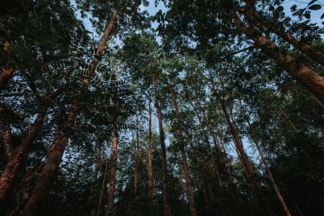 Cztery pory roku w lesie - Jak przyroda zmienia się w cyklu rocznym?