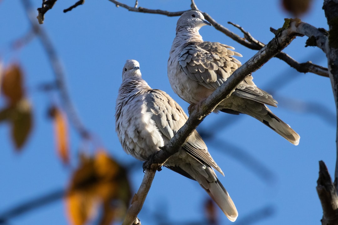 Ptaki drapieżne w Polsce - Jastrzębie, orły, sokoły i ich rola w ekosystemie