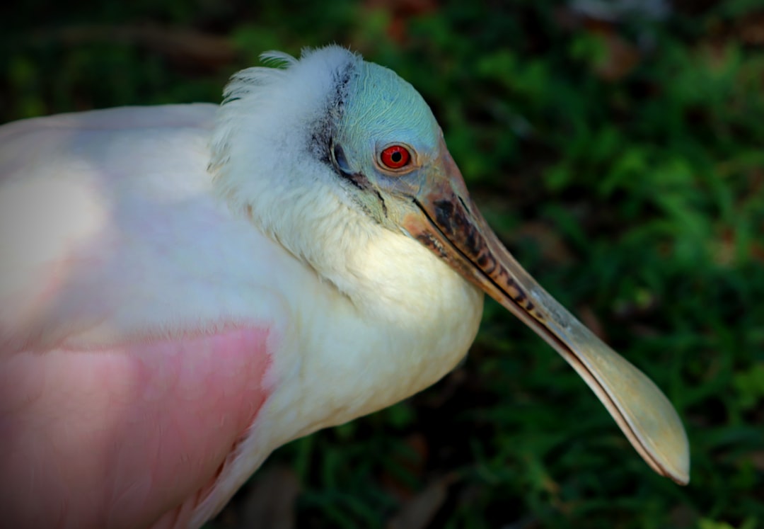 Jak rozpoznawać ptaki leśne po głosach? Przewodnik dla początkujących