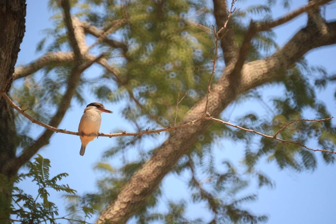 Jaka jest rola ptaków leśnych w ekosystemie? Nie tylko piękny śpiew