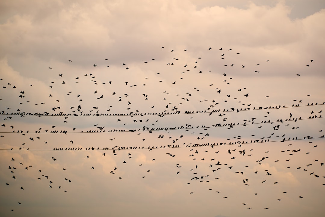 Niezwykłe trasy ptaków migrujących - Dokąd lecą i dlaczego jest to tak ważne?