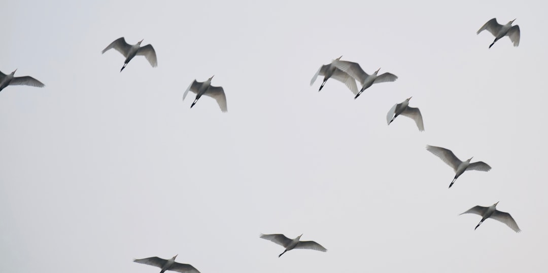 Ptaki wędrowne w Polsce - Skąd przylatują i dokąd odlatują?