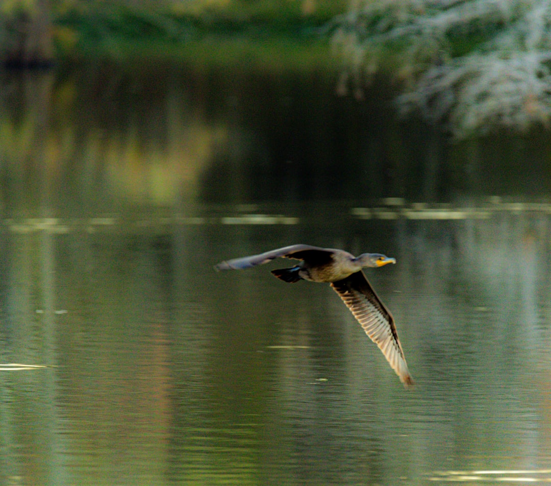 Ptaki wodne Polski - Kaczki, łabędzie, perkozy. Gdzie je obserwować?
