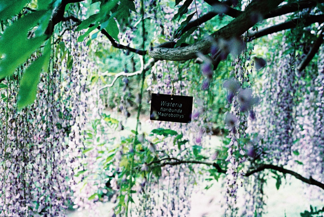 Pułapki feromonowe - Jak działają i dlaczego są ekologiczną metodą ochrony lasu?