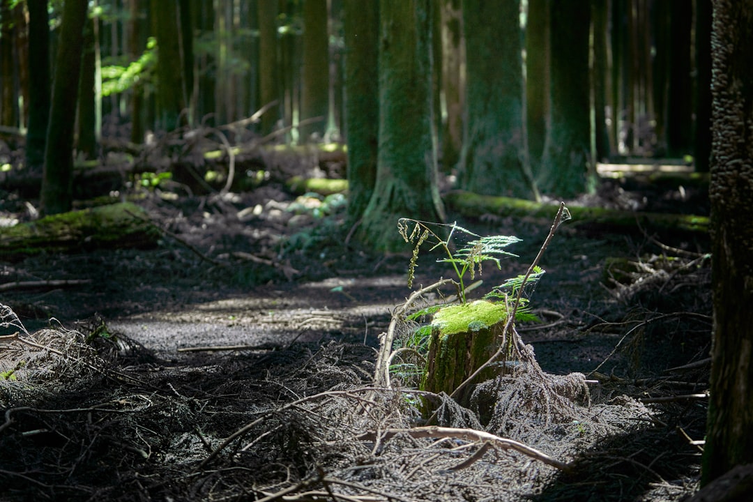 Rola grzybów w lesie - Dlaczego bez nich ekosystem nie mógłby istnieć?