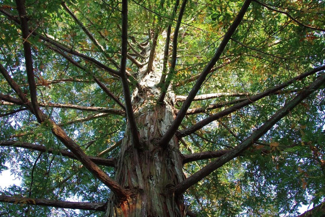 Niewidzialna siła lasu - Rola korzeni w życiu drzew i całego ekosystemu